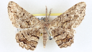  ( - BIOUG04228-G01)  @12 [ ] CreativeCommons - Attribution (2013) CBG Photography Group Centre for Biodiversity Genomics