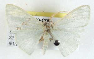  ( - BIOUG04230-C06)  @13 [ ] CreativeCommons - Attribution (2013) CBG Photography Group Centre for Biodiversity Genomics