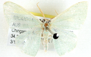  ( - BIOUG04230-C10)  @13 [ ] CreativeCommons - Attribution (2013) CBG Photography Group Centre for Biodiversity Genomics