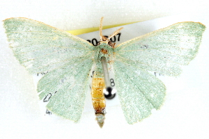  ( - BIOUG04230-G07)  @13 [ ] CreativeCommons - Attribution (2013) CBG Photography Group Centre for Biodiversity Genomics