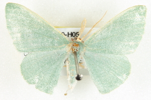  ( - BIOUG04230-H05)  @14 [ ] CreativeCommons - Attribution (2013) CBG Photography Group Centre for Biodiversity Genomics