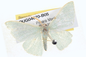  ( - BIOUG04670-B05)  @13 [ ] CreativeCommons - Attribution (2013) CBG Photography Group Centre for Biodiversity Genomics