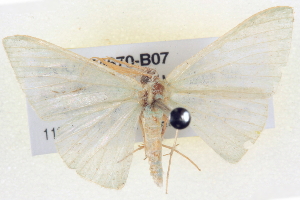  ( - BIOUG04670-B07)  @13 [ ] CreativeCommons - Attribution (2013) CBG Photography Group Centre for Biodiversity Genomics