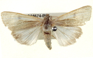  ( - BIOUG04674-B03)  @13 [ ] CreativeCommons - Attribution (2013) CBG Photography Group Centre for Biodiversity Genomics