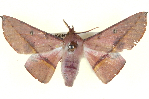  ( - BIOUG04676-D07)  @13 [ ] CreativeCommons - Attribution (2013) CBG Photography Group Centre for Biodiversity Genomics