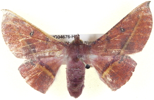  ( - BIOUG04676-H02)  @13 [ ] CreativeCommons - Attribution (2013) CBG Photography Group Centre for Biodiversity Genomics