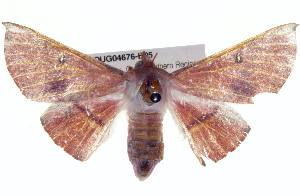  ( - BIOUG04676-H05)  @13 [ ] CreativeCommons - Attribution (2013) CBG Photography Group Centre for Biodiversity Genomics