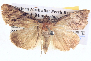  ( - BIOUG06107-F02)  @13 [ ] CreativeCommons - Attribution (2013) CBG Photography Group Centre for Biodiversity Genomics