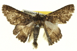  ( - BIOUG04715-G04)  @13 [ ] CreativeCommons - Attribution (2013) CBG Photography Group Centre for Biodiversity Genomics
