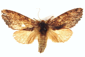  ( - BIOUG05070-G11)  @13 [ ] CreativeCommons - Attribution (2013) CBG Photography Group Centre for Biodiversity Genomics