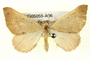  ( - BIOUG05055-A06)  @11 [ ] CreativeCommons - Attribution (2013) CBG Photography Group Centre for Biodiversity Genomics