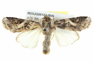  ( - BIOUG05164-B09)  @13 [ ] CreativeCommons - Attribution (2013) CBG Photography Group Centre for Biodiversity Genomics