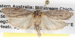  ( - BIOUG08826-H09)  @12 [ ] CreativeCommons - Attribution (2013) CBG Photography Group Centre for Biodiversity Genomics