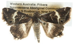  ( - BIOUG11096-B10)  @13 [ ] CreativeCommons - Attribution (2014) CBG Photography Group Centre for Biodiversity Genomics