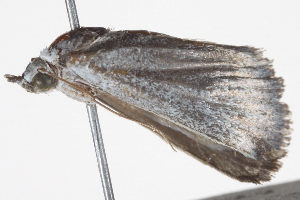  ( - BIOUG11096-D03)  @13 [ ] CreativeCommons - Attribution (2014) CBG Photography Group Centre for Biodiversity Genomics