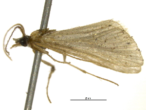  ( - BIOUG11098-G11)  @12 [ ] CreativeCommons - Attribution (2014) CBG Photography Group Centre for Biodiversity Genomics