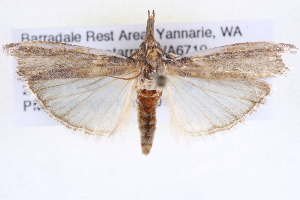  (Etiella grisea - BIOUG11880-D04)  @15 [ ] CreativeCommons - Attribution (2014) CBG Photography Group Centre for Biodiversity Genomics