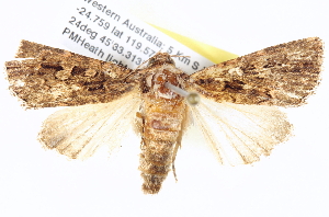  ( - BIOUG11880-F11)  @13 [ ] CreativeCommons - Attribution (2014) CBG Photography Group Centre for Biodiversity Genomics