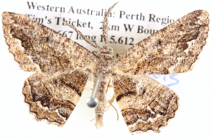  ( - BIOUG11881-E08)  @12 [ ] CreativeCommons - Attribution (2014) CBG Photography Group Centre for Biodiversity Genomics