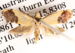  ( - BIOUG13745-G02)  @14 [ ] CreativeCommons - Attribution (2014) CBG Photography Group Centre for Biodiversity Genomics