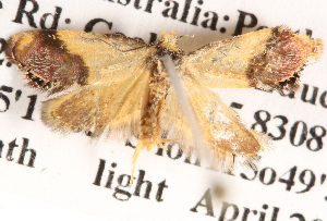  ( - BIOUG13745-G03)  @13 [ ] CreativeCommons - Attribution (2014) CBG Photography Group Centre for Biodiversity Genomics