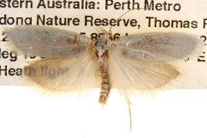  ( - BIOUG14241-E06)  @13 [ ] CreativeCommons - Attribution (2014) CBG Photography Group Centre for Biodiversity Genomics
