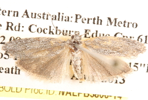  ( - BIOUG14246-F01)  @13 [ ] CreativeCommons - Attribution (2014) CBG Photography Group Centre for Biodiversity Genomics