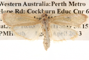  ( - BIOUG14610-G07)  @13 [ ] CreativeCommons - Attribution (2014) CBG Photography Group Centre for Biodiversity Genomics