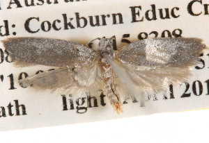  ( - BIOUG14611-C05)  @12 [ ] CreativeCommons - Attribution (2014) CBG Photography Group Centre for Biodiversity Genomics