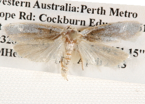  ( - BIOUG14613-H03)  @13 [ ] CreativeCommons - Attribution (2014) CBG Photography Group Centre for Biodiversity Genomics