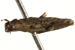  ( - BIOUG16501-B06)  @12 [ ] CreativeCommons - Attribution (2014) CBG Photography Group Centre for Biodiversity Genomics