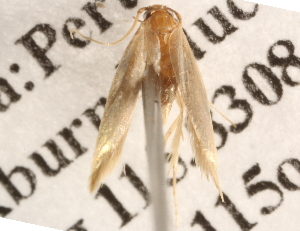  ( - BIOUG16501-H08)  @12 [ ] CreativeCommons - Attribution (2014) CBG Photography Group Centre for Biodiversity Genomics