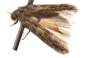  ( - BIOUG16502-H08)  @12 [ ] CreativeCommons - Attribution (2014) CBG Photography Group Centre for Biodiversity Genomics