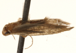  ( - BIOUG16503-B04)  @12 [ ] CreativeCommons - Attribution (2014) CBG Photography Group Centre for Biodiversity Genomics