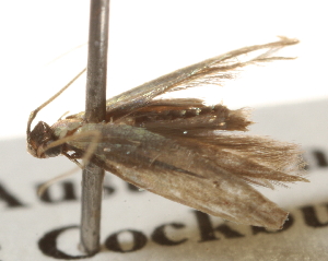  ( - BIOUG16504-A11)  @12 [ ] CreativeCommons - Attribution (2014) CBG Photography Group Centre for Biodiversity Genomics