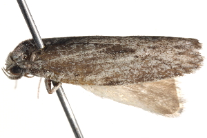  ( - BIOUG17344-C08)  @13 [ ] CreativeCommons - Attribution (2014) CBG Photography Group Centre for Biodiversity Genomics