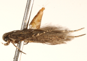  ( - BIOUG18342-F10)  @12 [ ] CreativeCommons - Attribution (2015) CBG Photography Group Centre for Biodiversity Genomics