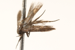  ( - BIOUG18343-C10)  @12 [ ] CreativeCommons - Attribution (2015) CBG Photography Group Centre for Biodiversity Genomics