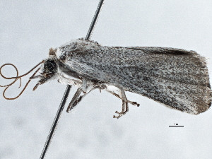  ( - BIOUG10025-C04)  @13 [ ] CreativeCommons - Attribution (2014) CBG Photography Group Centre for Biodiversity Genomics