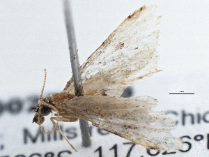  ( - BIOUG10027-B09)  @12 [ ] CreativeCommons - Attribution (2014) CBG Photography Group Centre for Biodiversity Genomics