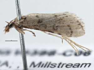  ( - BIOUG10398-C06)  @12 [ ] CreativeCommons - Attribution (2014) CBG Photography Group Centre for Biodiversity Genomics