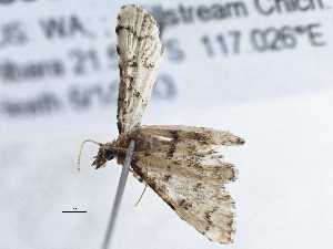  ( - BIOUG10398-G04)  @12 [ ] CreativeCommons - Attribution (2014) CBG Photography Group Centre for Biodiversity Genomics