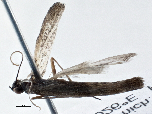  ( - BIOUG10399-C04)  @12 [ ] CreativeCommons - Attribution (2014) CBG Photography Group Centre for Biodiversity Genomics