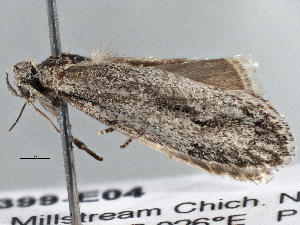  ( - BIOUG10399-E04)  @13 [ ] CreativeCommons - Attribution (2014) CBG Photography Group Centre for Biodiversity Genomics