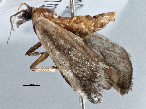 ( - BIOUG10399-E11)  @12 [ ] CreativeCommons - Attribution (2014) CBG Photography Group Centre for Biodiversity Genomics