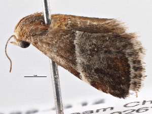  ( - BIOUG10399-G12)  @12 [ ] CreativeCommons - Attribution (2014) CBG Photography Group Centre for Biodiversity Genomics