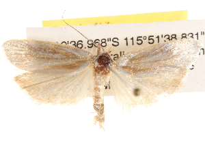  ( - BIOUG16871-B10)  @13 [ ] CreativeCommons - Attribution (2014) CBG Photography Group Centre for Biodiversity Genomics