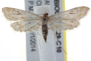  ( - BIOUG17529-C10)  @13 [ ] CreativeCommons - Attribution (2014) CBG Photography Group Centre for Biodiversity Genomics
