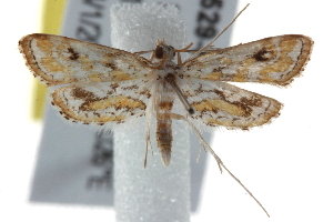  ( - BIOUG17529-H03)  @13 [ ] CreativeCommons - Attribution (2014) CBG Photography Group Centre for Biodiversity Genomics