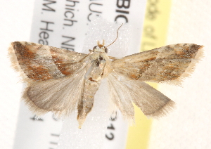  ( - BIOUG18087-B12)  @14 [ ] CreativeCommons - Attribution (2015) CBG Photography Group Centre for Biodiversity Genomics